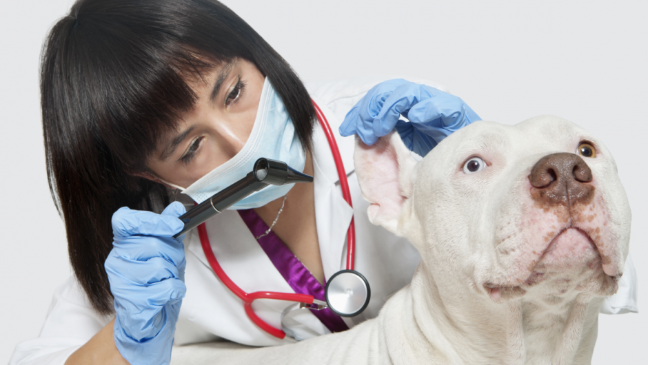 Oportunitățile pandemiei: telemedicina veterinară