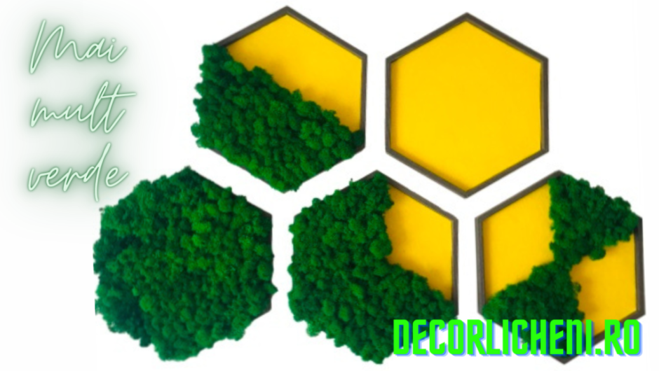 www.DecorLicheni.ro a aparut din dorinta de a adauga mai mult verde in casele noastre