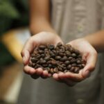 Cele mai bune boabe de cafea – cum le aleg?